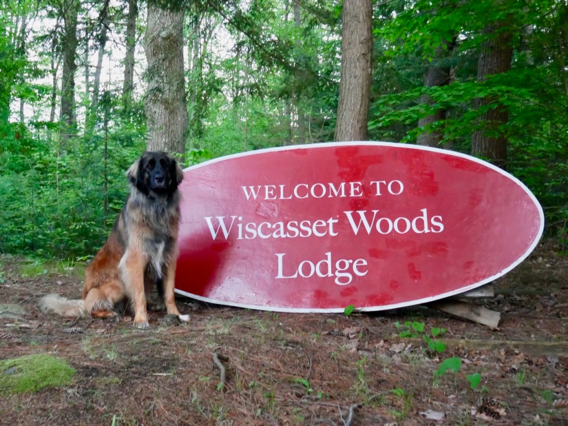 Large dog next to Wiscasset Woods Lodge sign and woodlands