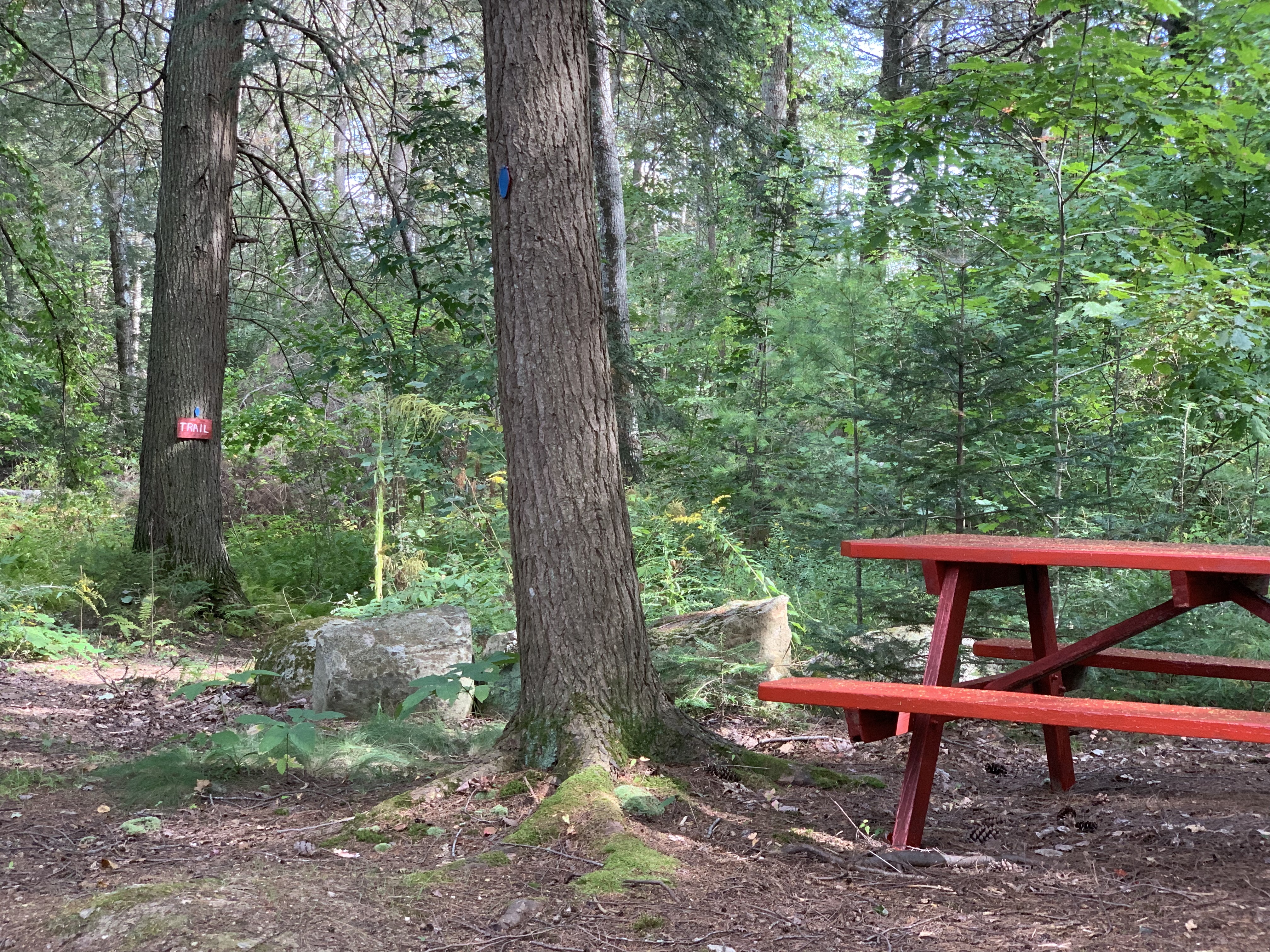 picnic table in the woods at Wiscasset Woods