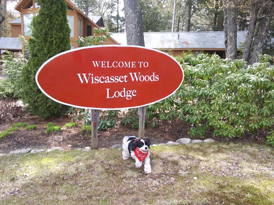 Dog in front of Wiscasset Woods by our sign.