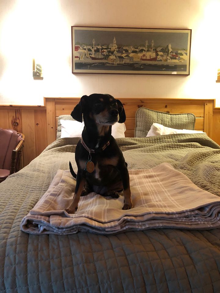 Dog on bed in one of our pet friendly rooms