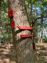 trail signs on tree